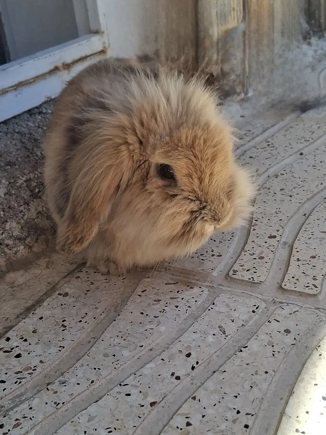 خرگوش هلندی خوشگل|موش و خرگوش|شیراز, گویم|دیوار