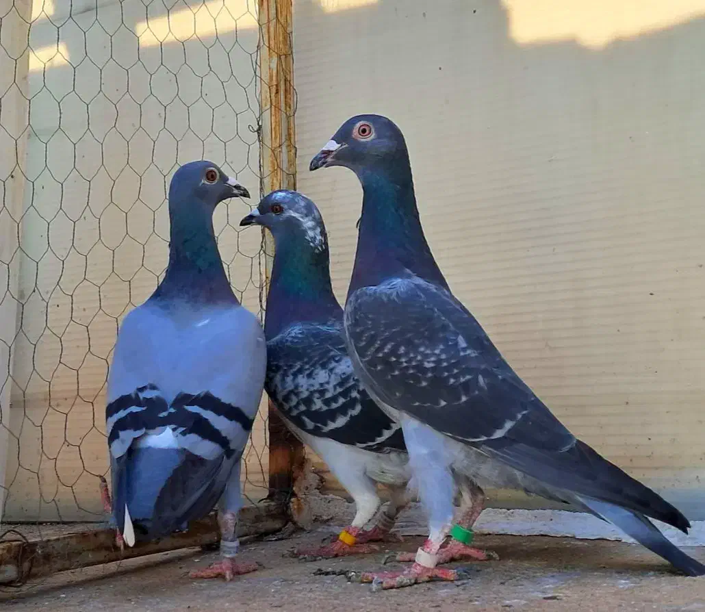 سید جوجه آلمانی سبز پولکی پرشی سوسکی صید چاپی پولک|پرنده|مشهد, پورسینا|دیوار