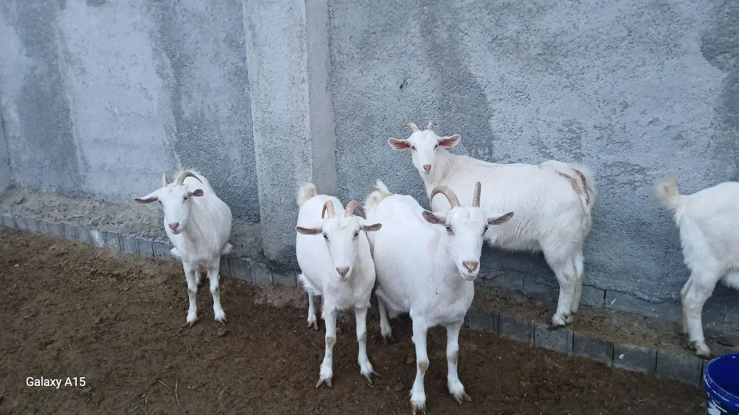 بز سانن|حیوانات مزرعه|شیروان (خراسان), |دیوار