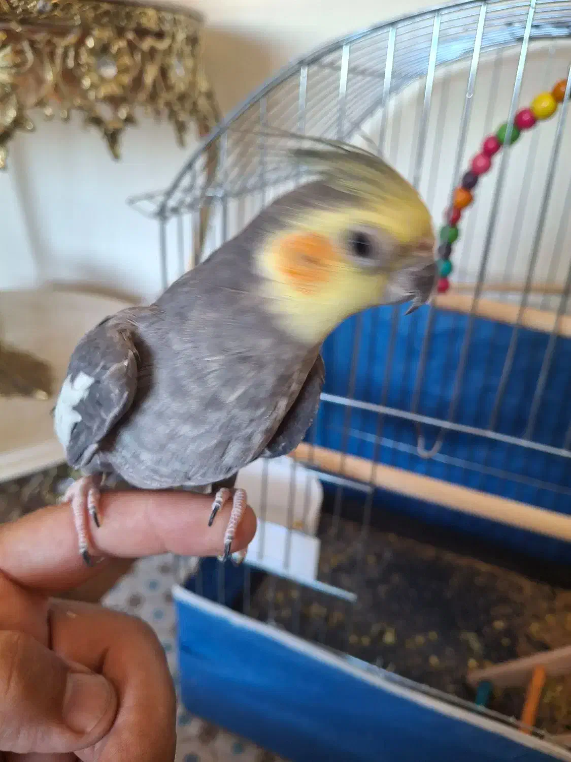 عروس هلندی سخن گو|پرنده|ابهر, |دیوار