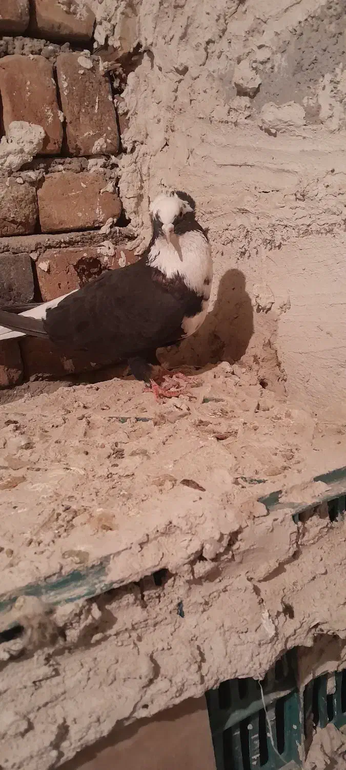 کبوتر عرب و سفید پلاکی و پوشتی|پرنده|بناب, |دیوار