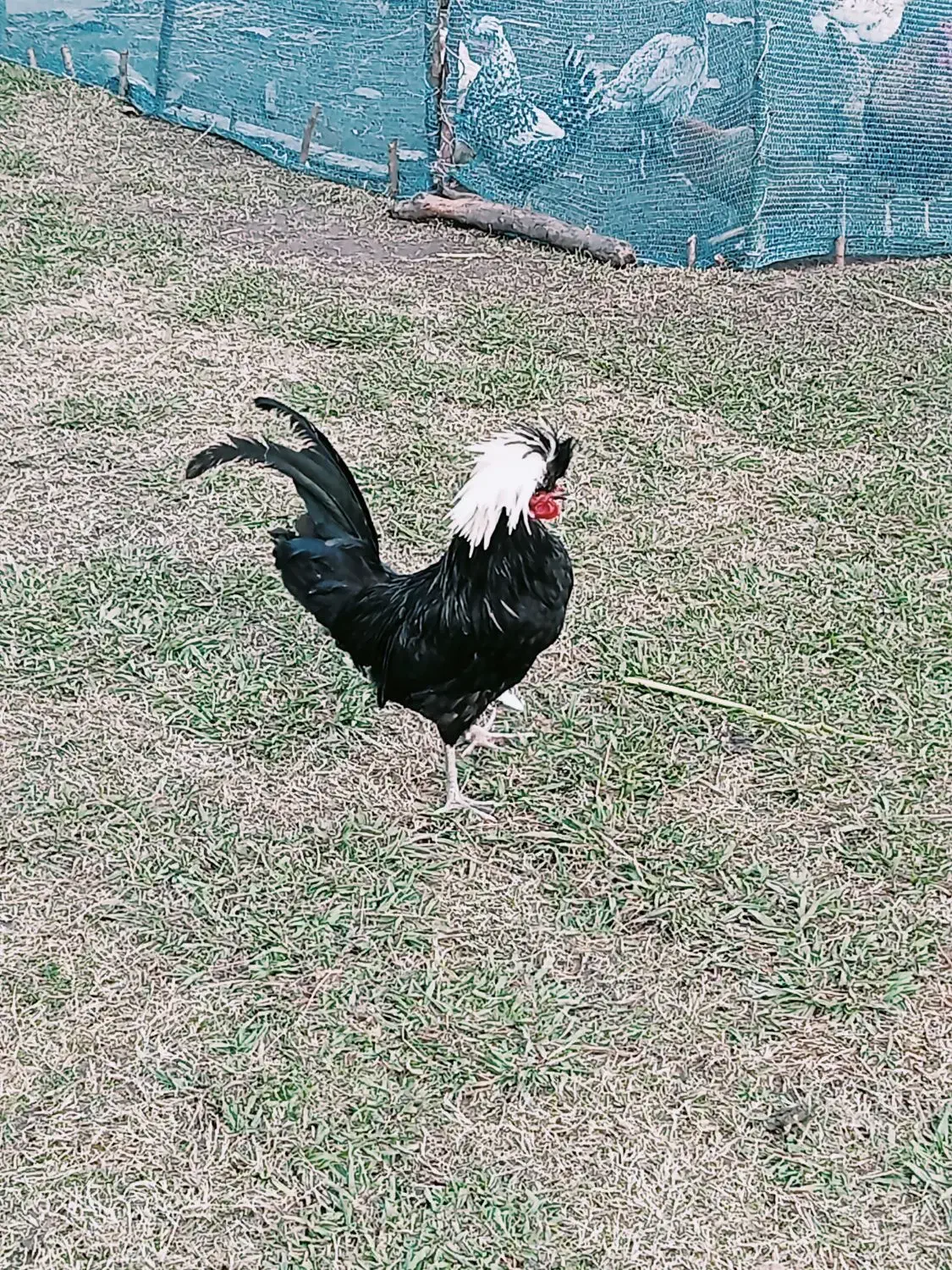 مرغ و خروس زینتی سلطان لهستانی|حیوانات مزرعه|گوراب زرمیخ, |دیوار