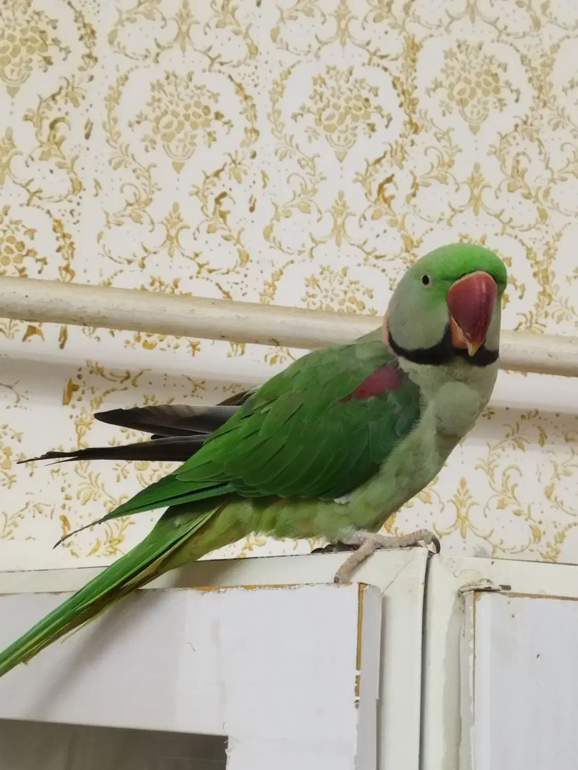 شاه طوطی سخنگو ورام دستی|پرنده|اردبیل, |دیوار