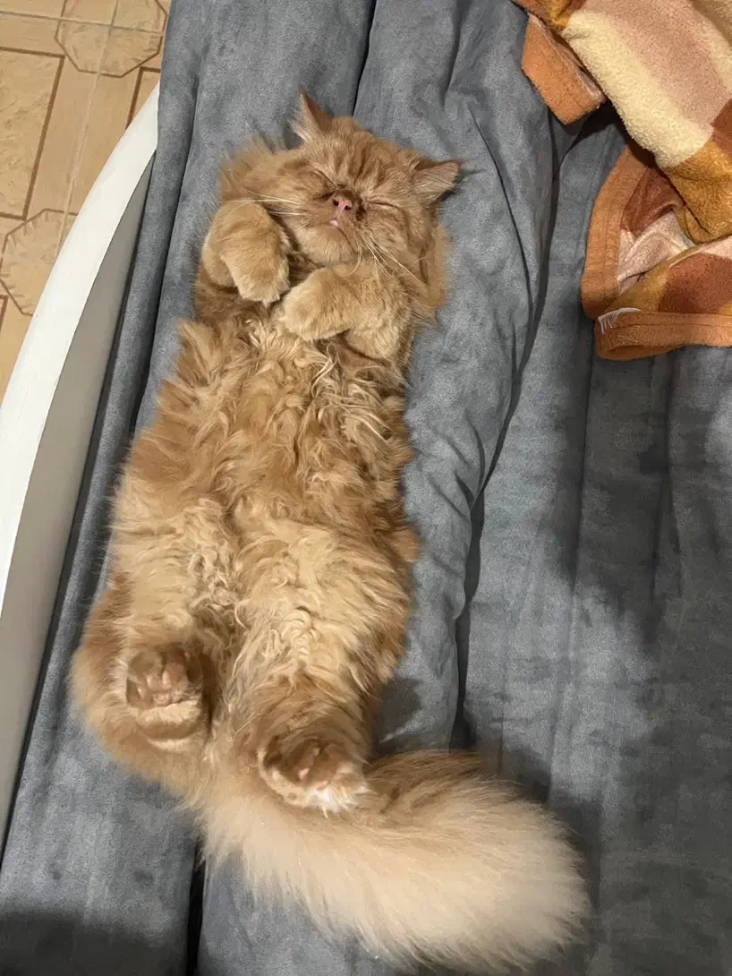 گربه پرشین اصل|گربه|قم, باجک دو|دیوار