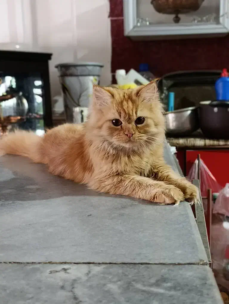 گربه پرشین کلاسیک ۶ ماهه|گربه|کرمان, |دیوار