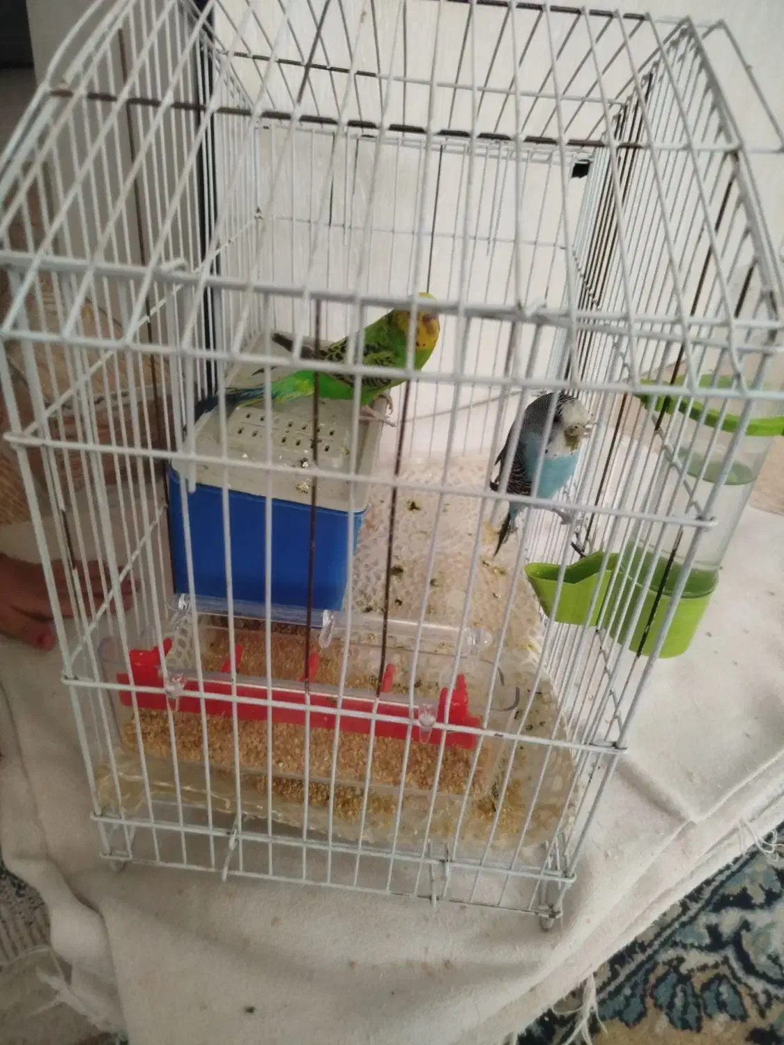 مرغ عشق دوتا|پرنده|پرند, فاز ۵|دیوار