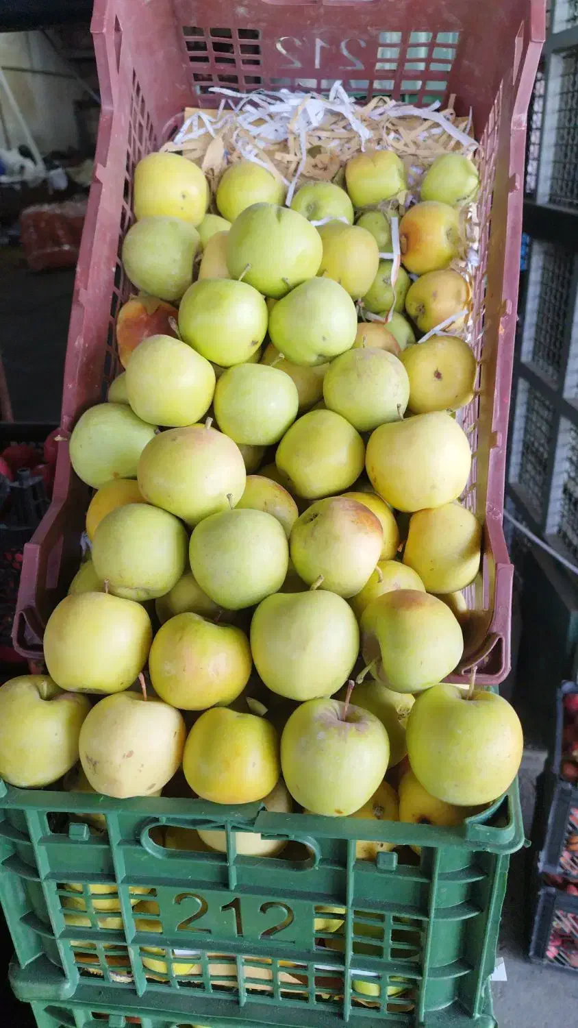 انارسیب هویج آبگیری قیمت عمده ارسال به سراسرتهران|خوردنی و آشامیدنی|تهران, میدان میوه و تره‌بار مرکزی|دیوار