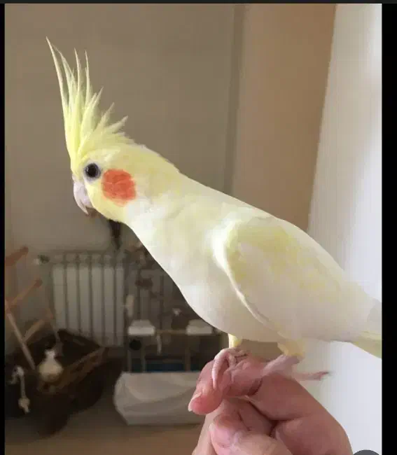 عروس هلندی|حیوانات|کرج, برغان|دیوار