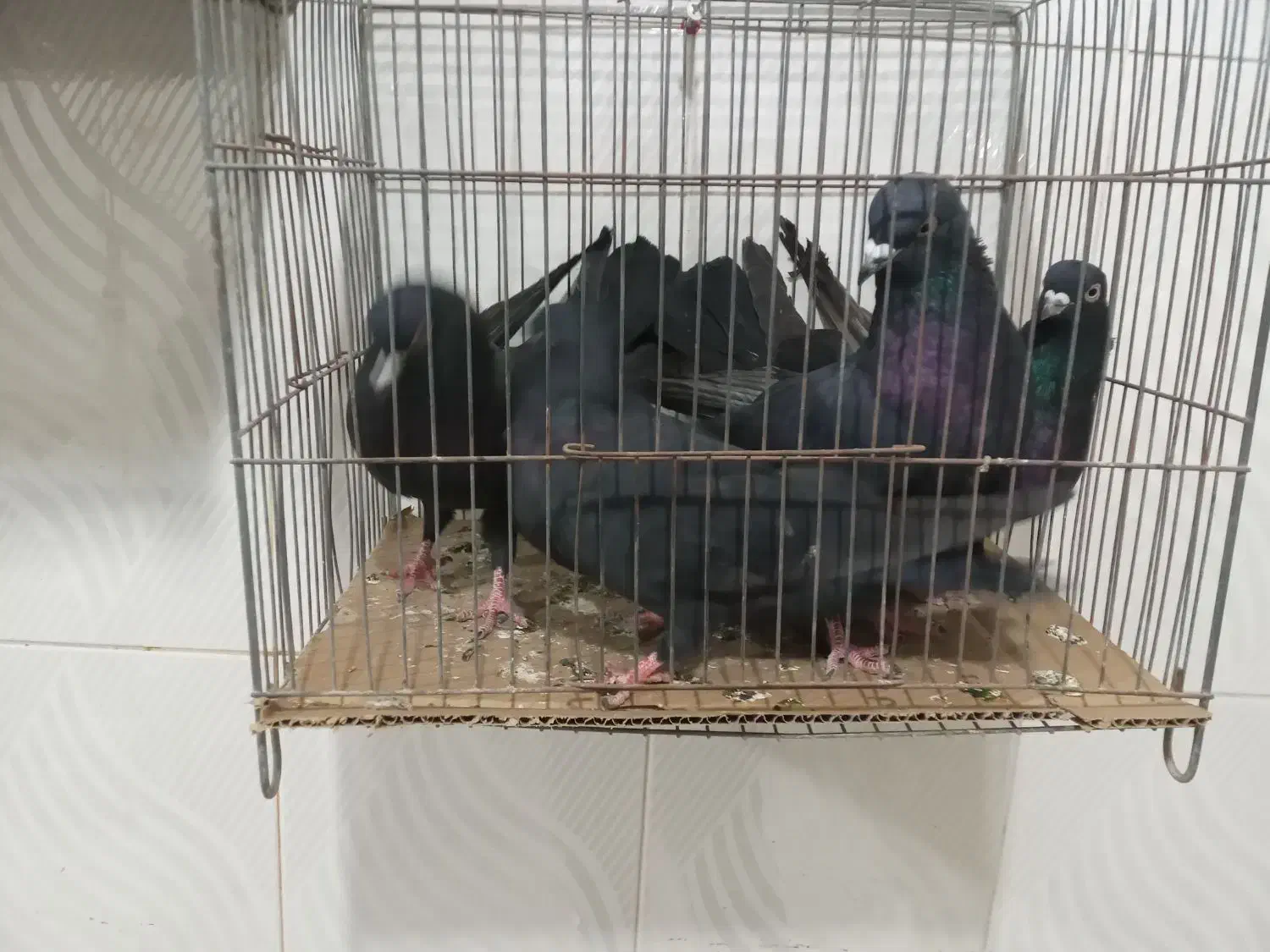 کبوتر به شرط بزن|پرنده|بستان آباد, |دیوار