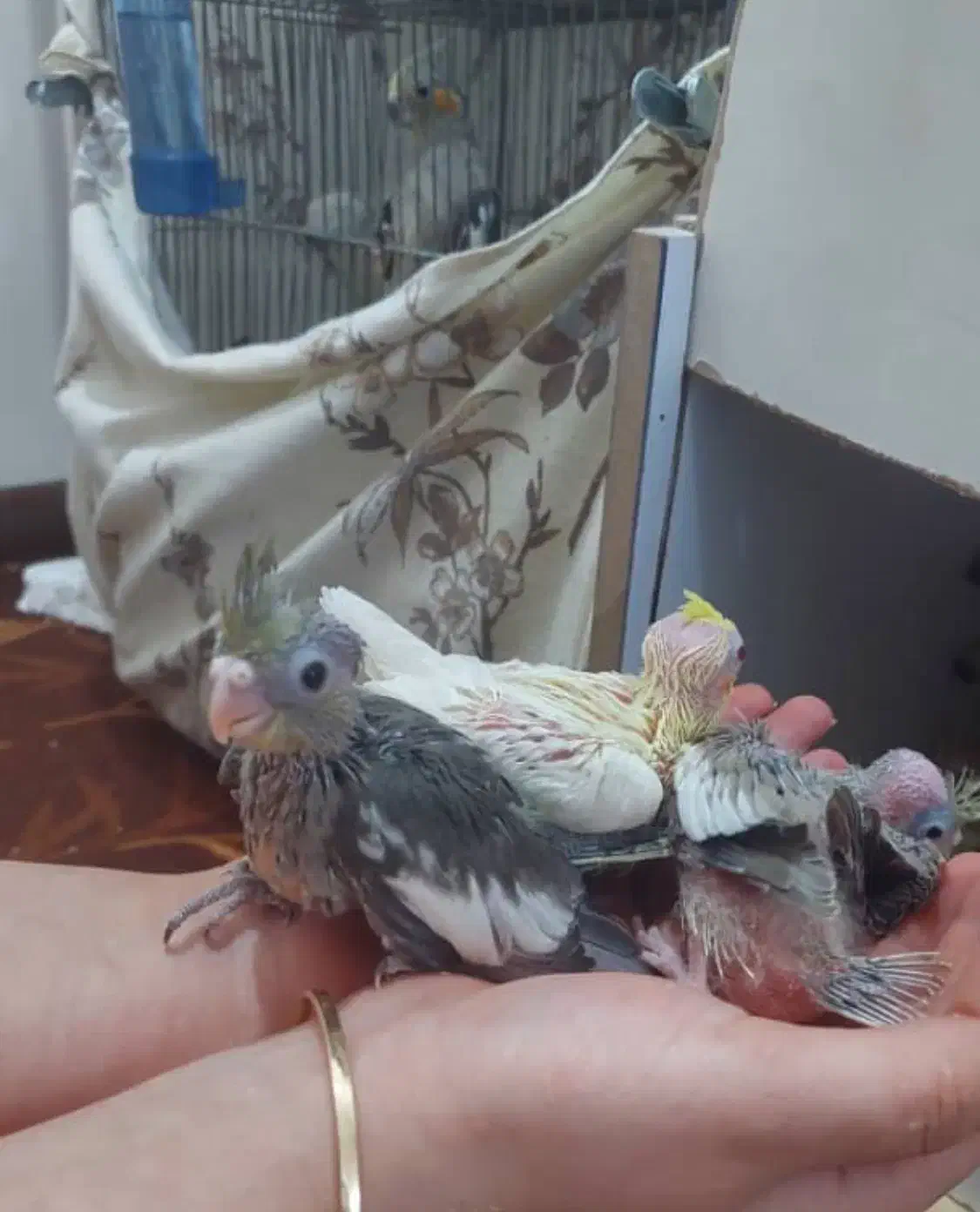 یکجفت عروس هلندی مولد|پرنده|قم, مسجد امام حسن|دیوار