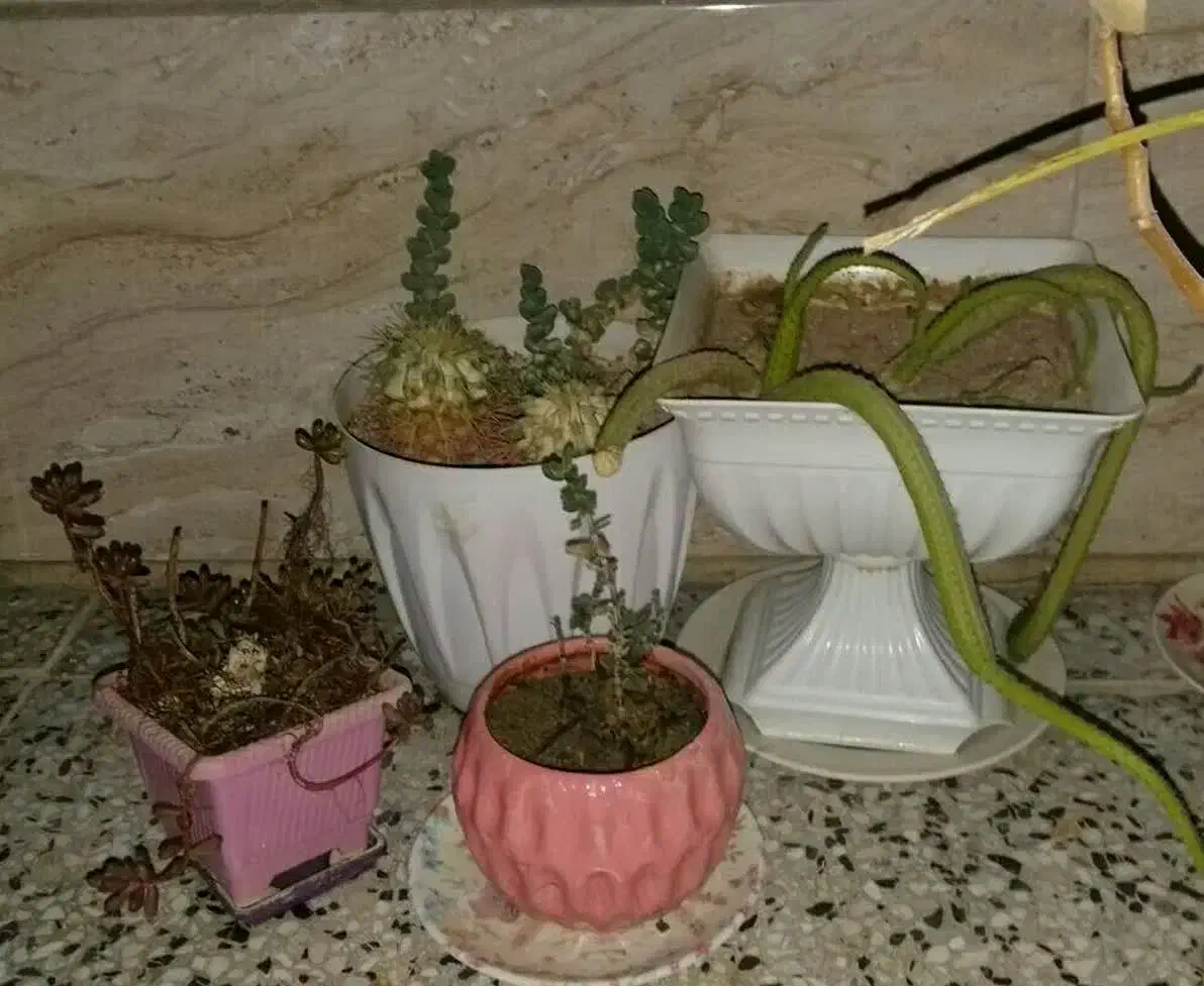 گل با گلدان بسیار شیک|گل و گیاه طبیعی|بروجرد, |دیوار