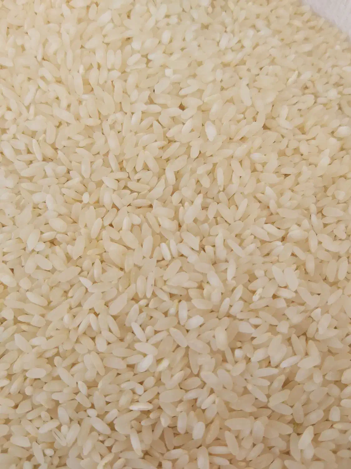 برنج کامفیروزی|خوردنی و آشامیدنی|شیراز, کوشک میدان|دیوار