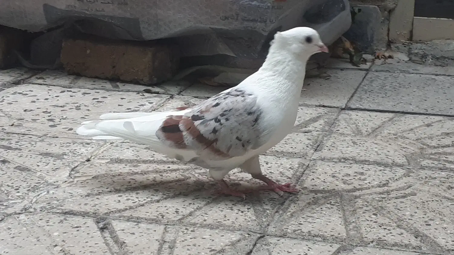 کبوتر خوشونه مخملی|پرنده|الشتر, |دیوار