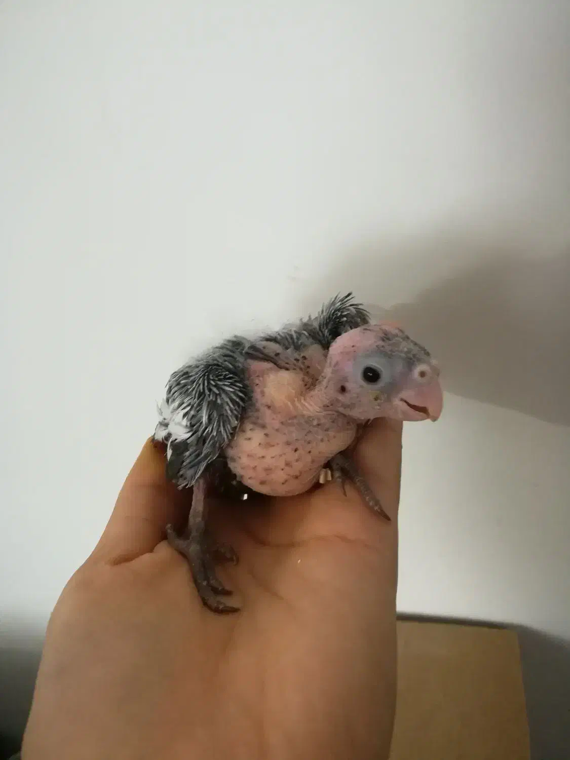 جوجه عروس هلندی وایت فیس سرلاکی|پرنده|گلبهار, شهر جدید گلبهار|دیوار