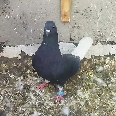 35تا کفتر فروشی|پرنده|سلامی, |دیوار