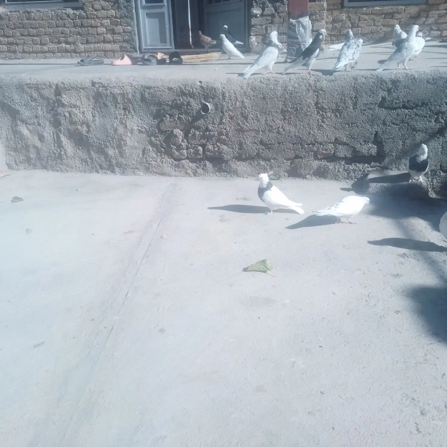 کفتر یا کبو تر|پرنده|نورآباد, |دیوار