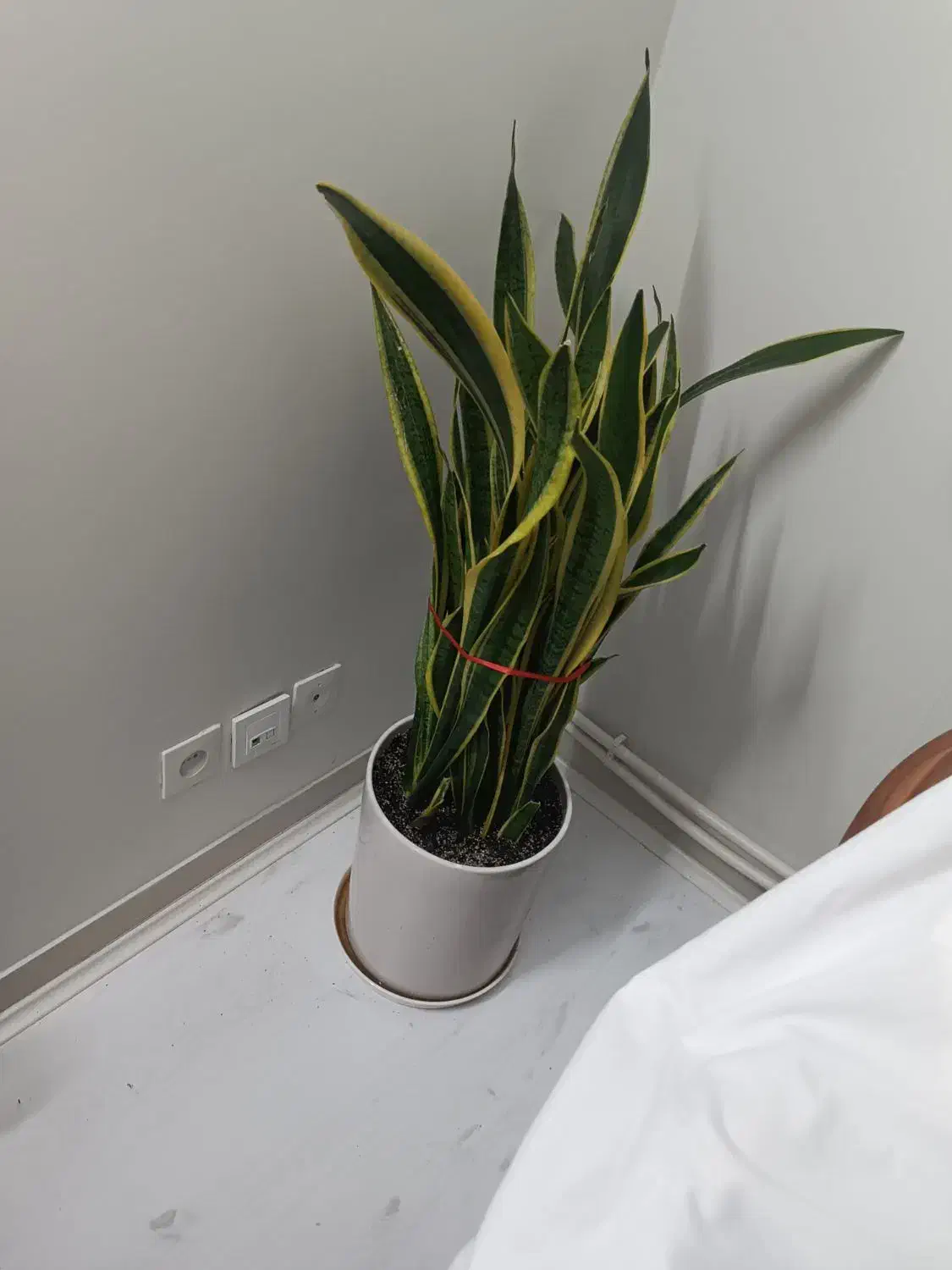 گل اپارتمانی|گل و گیاه طبیعی|تهران, بنیهاشم|دیوار