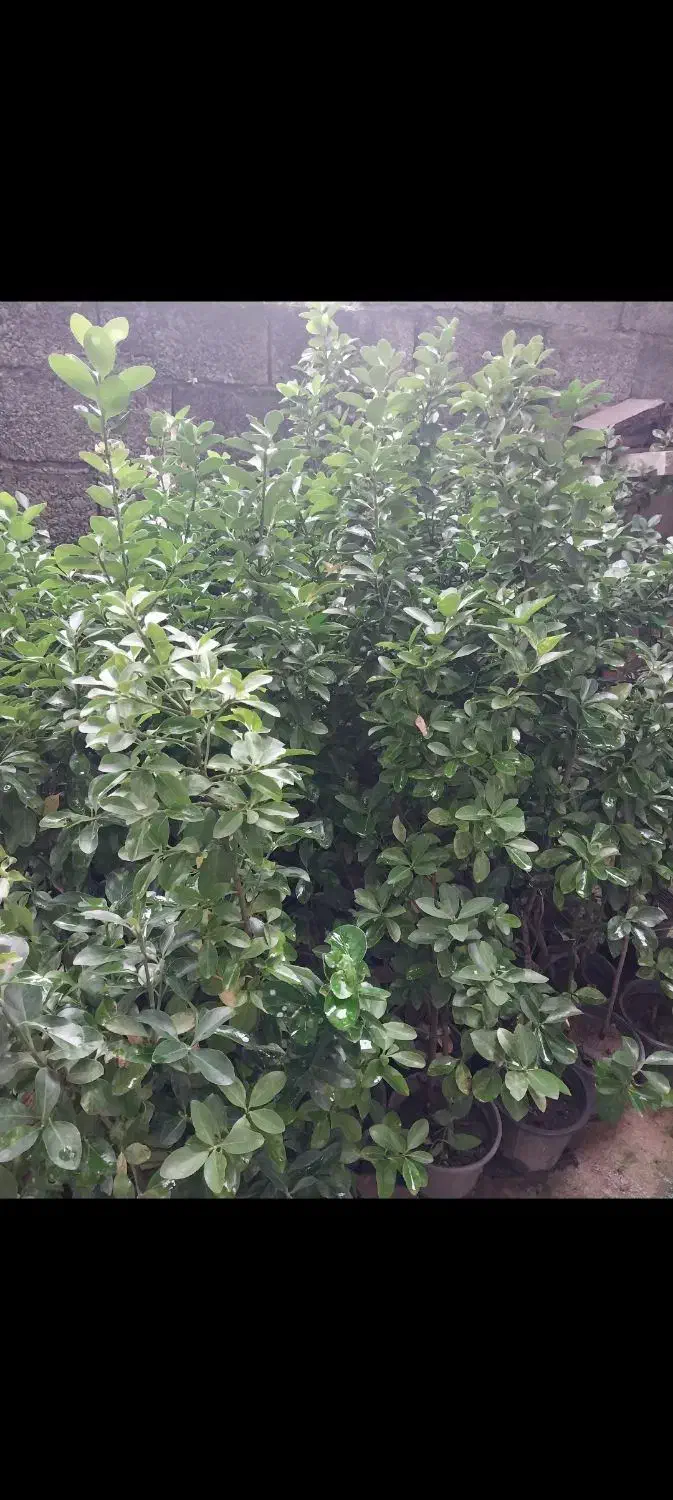 پالم ، یوکا ، شمشاد|خدمات باغبانی و درختکاری|کلاچای, |دیوار