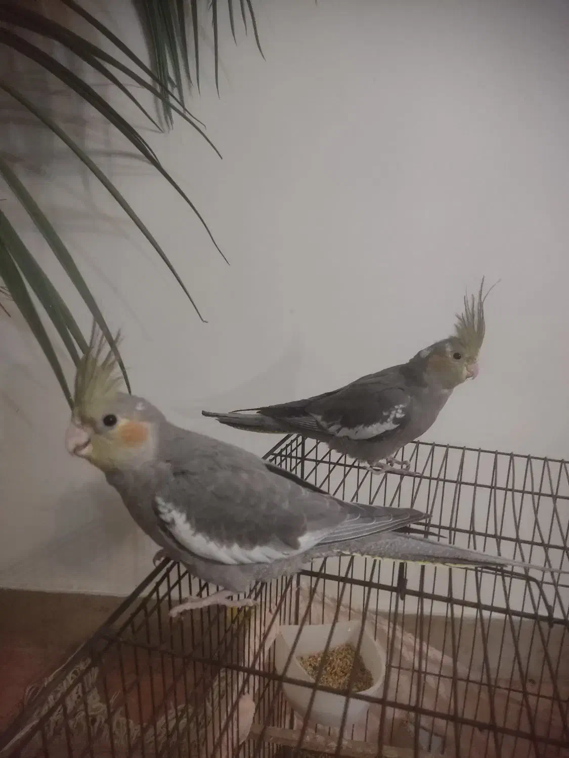 عروس هلندی|پرنده|تهران, گلستان (شهرک راه آهن)|دیوار