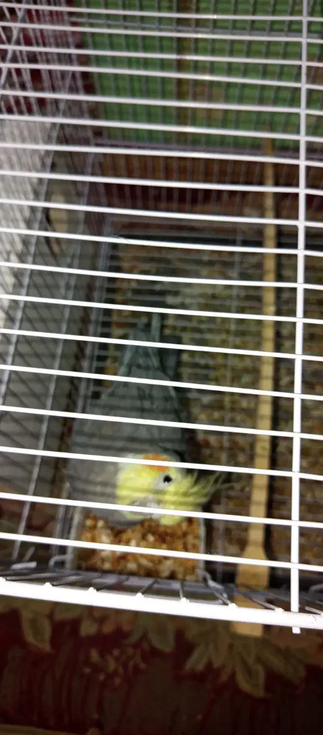 جفت عروس هلندی بالغ|پرنده|زاهدان, |دیوار