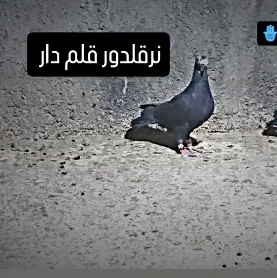 سه تا قلدور|پرنده|نیشابور, باغرود|دیوار