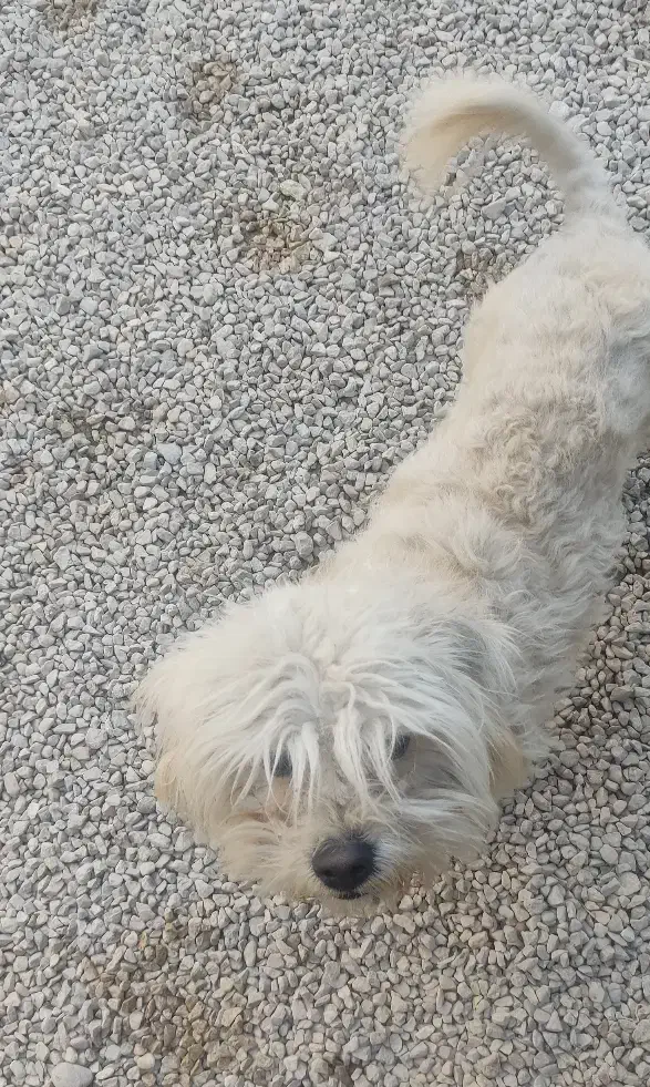 سگ خارجی|سگ|کازرون, |دیوار