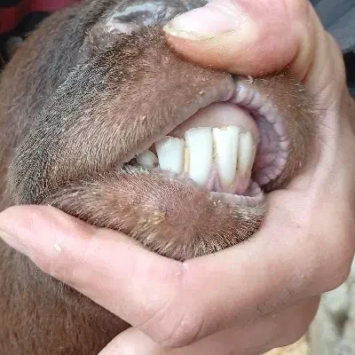 قوچ پلنگ|حیوانات مزرعه|چناران, |دیوار