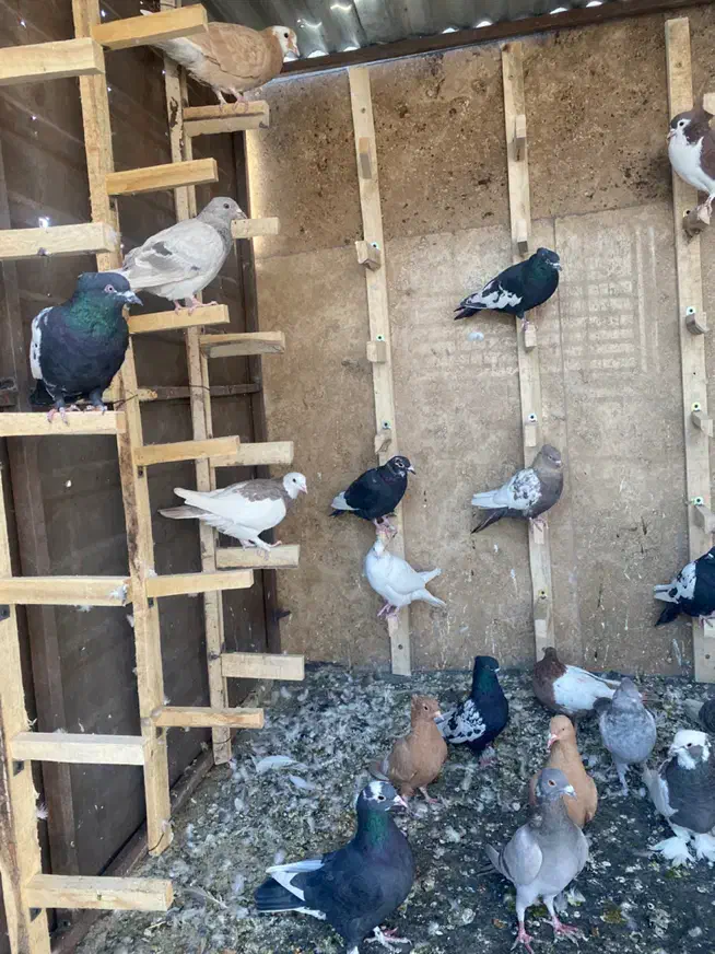 کفتر|پرنده|شیراز, درکی|دیوار