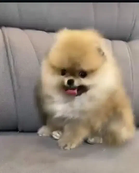 معاوضه یا فروش پامرخرسی بو فیس|سگ|سیرجان, |دیوار