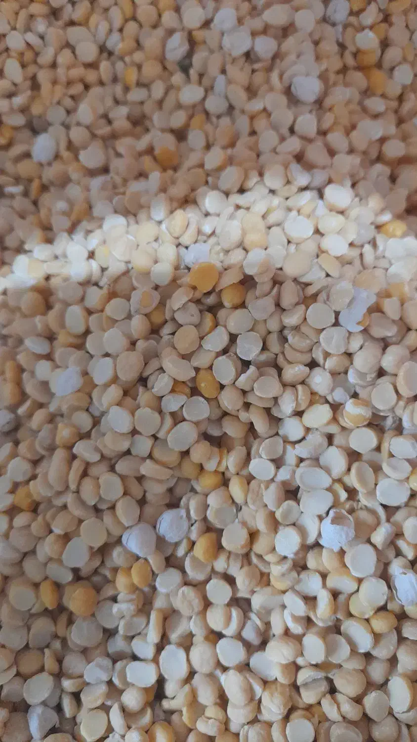 حبوبات خورده وعمده با قیمت استثنایی|عمدهفروشی|مرودشت, علیآباد|دیوار