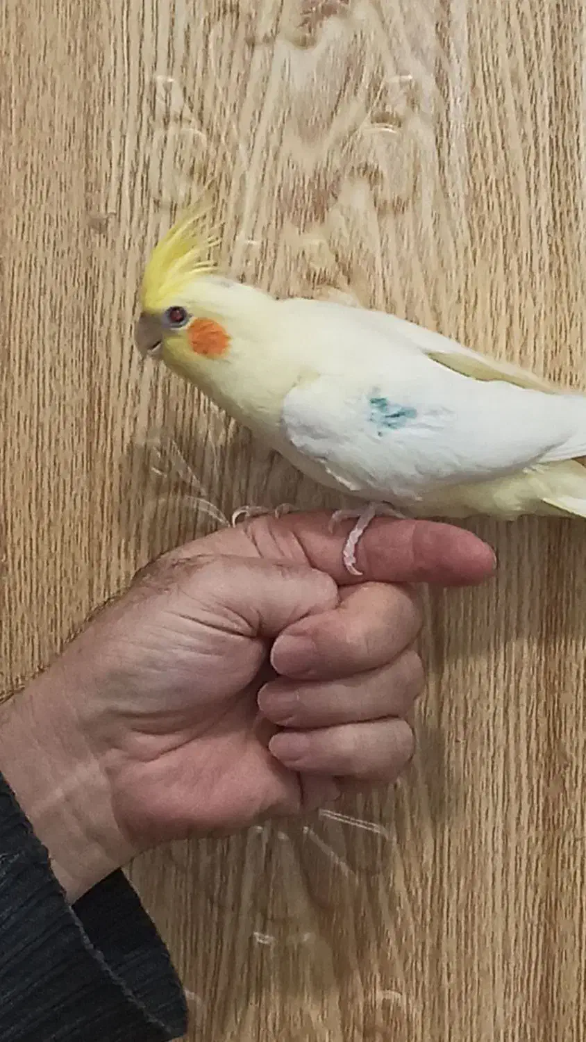 پرنده دستی نر آماده آماده|پرنده|مراغه, |دیوار