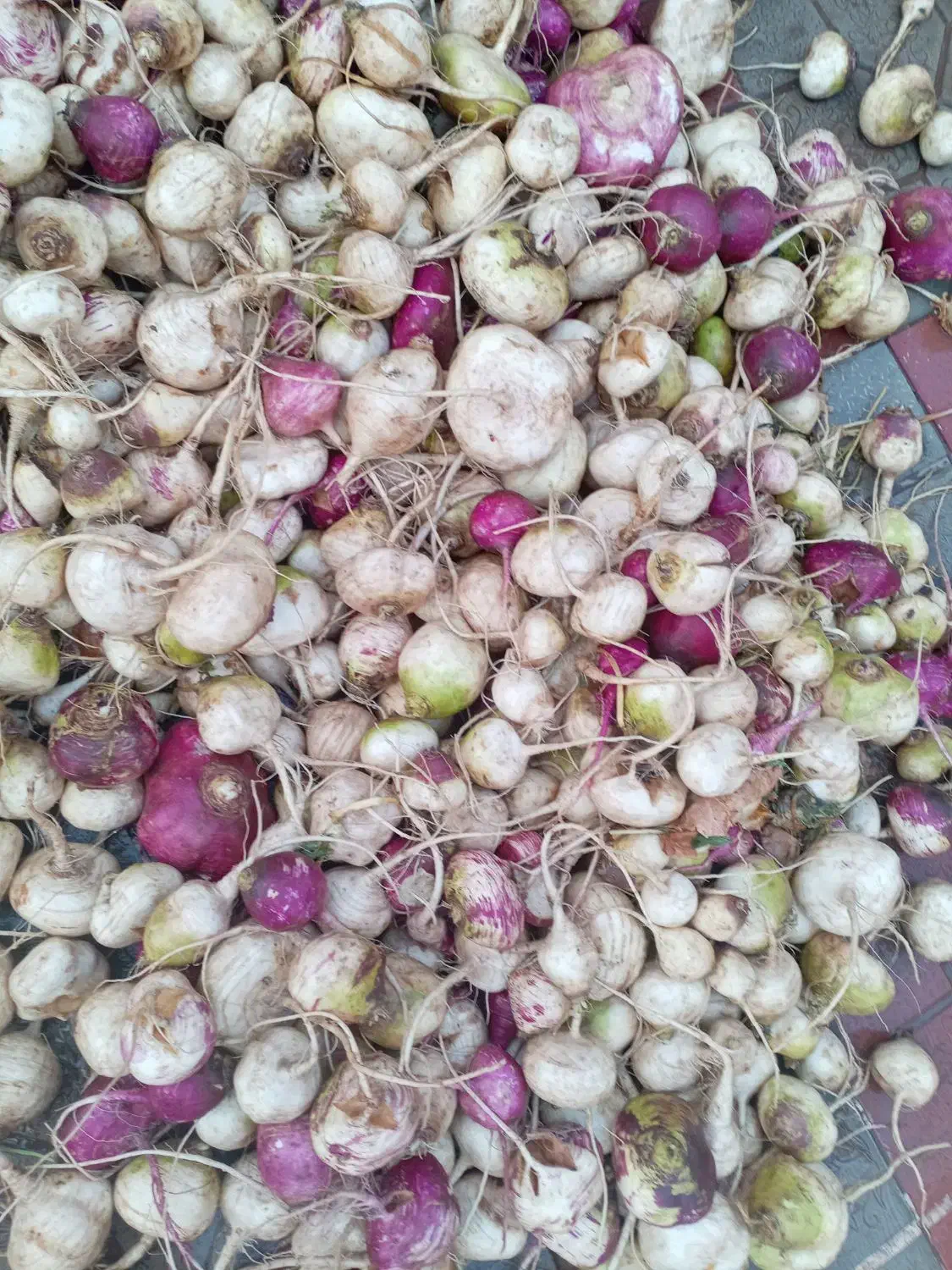 شلغم تازه وشیرین برای شب یلدا|عمدهفروشی|کوهسرخ, |دیوار