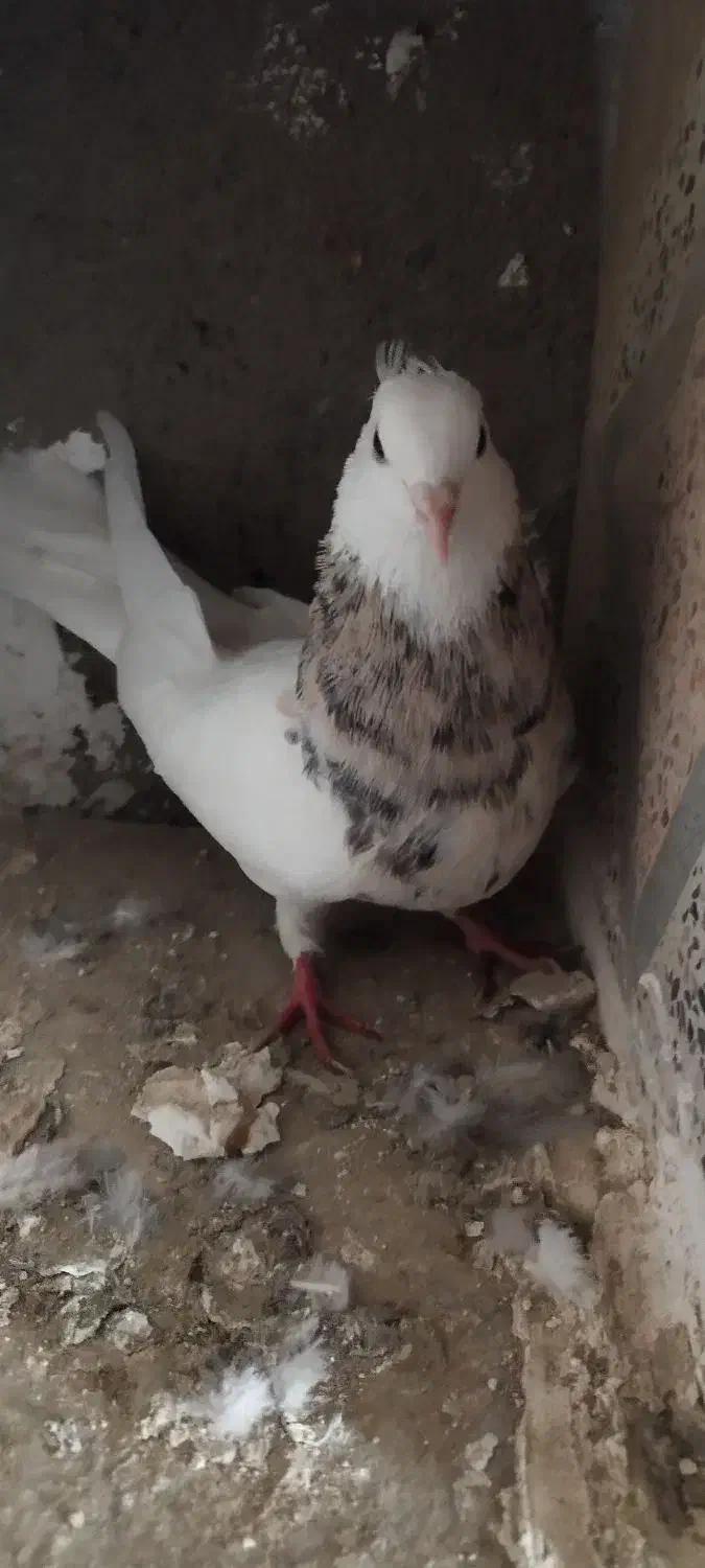 شوش|پرنده|کرخه, |دیوار