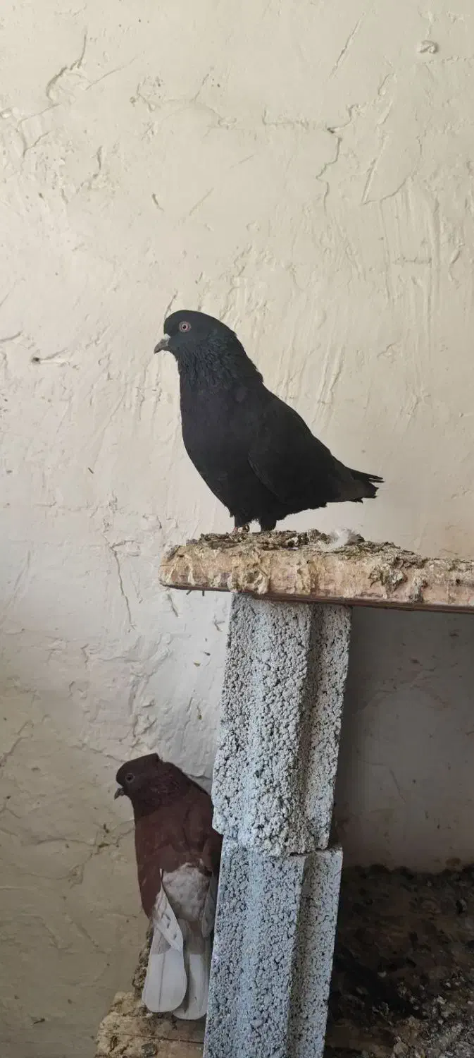 تعداد ۷گونی کود یا همون زیل کبوتر تمیز|گل و گیاه طبیعی|اشنویه, |دیوار