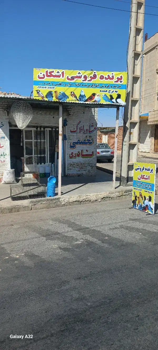 انواع نوع پرنده و دانه و دارو وغیره به نرخ عمده|پرنده|اندیمشک, |دیوار