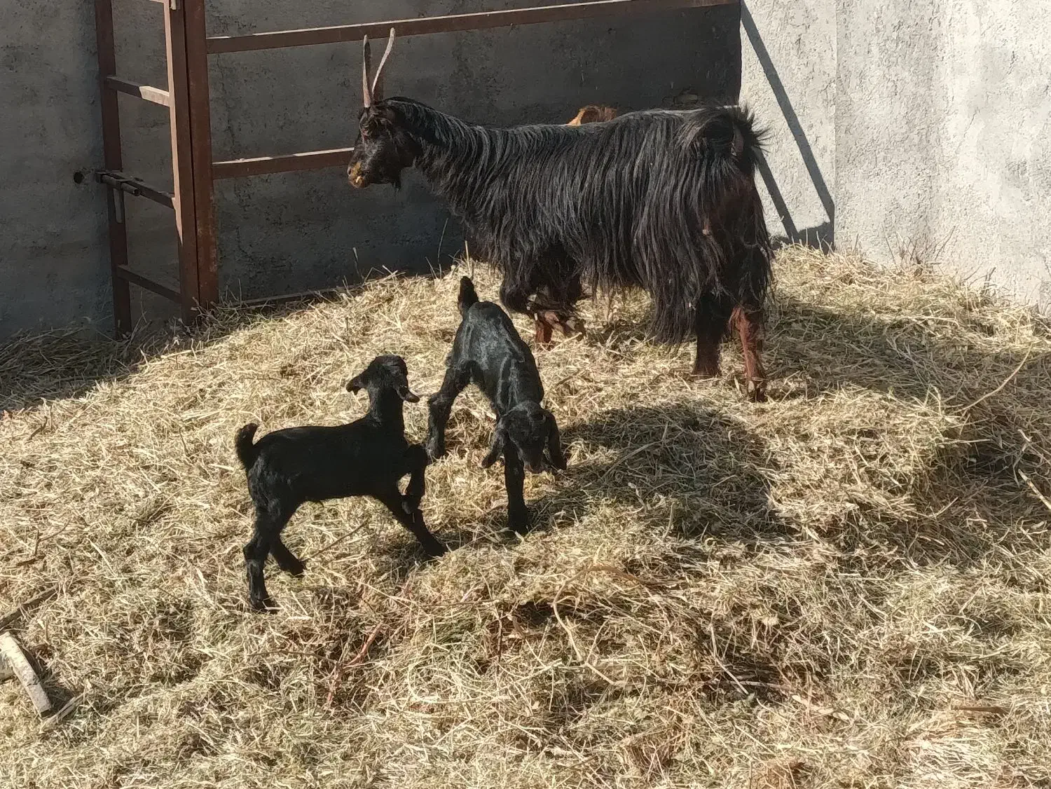 فروش بز|حیوانات مزرعه|جعفرآباد, |دیوار