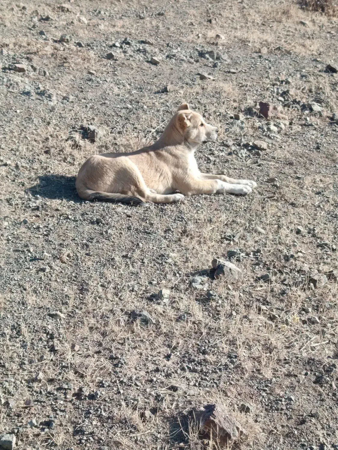 توله سگ پژدر گمشده|سگ|بیلوار, |دیوار