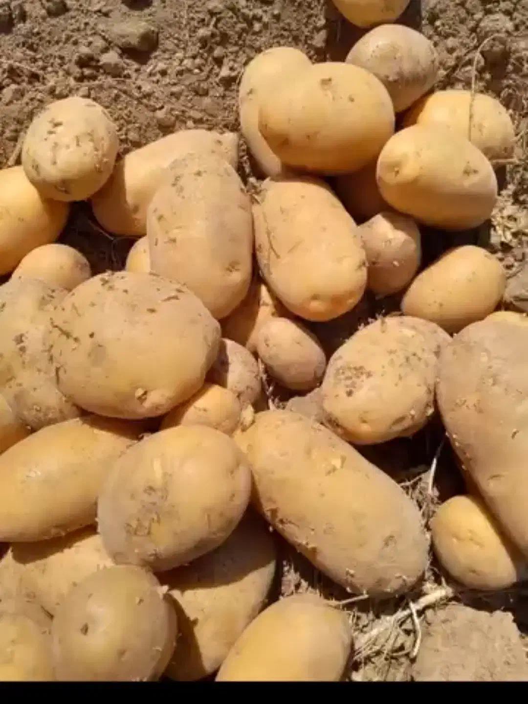 سیب زمینی همدان لوکس لوکس|عمده‌فروشی|شیراز, کیان آباد|دیوار