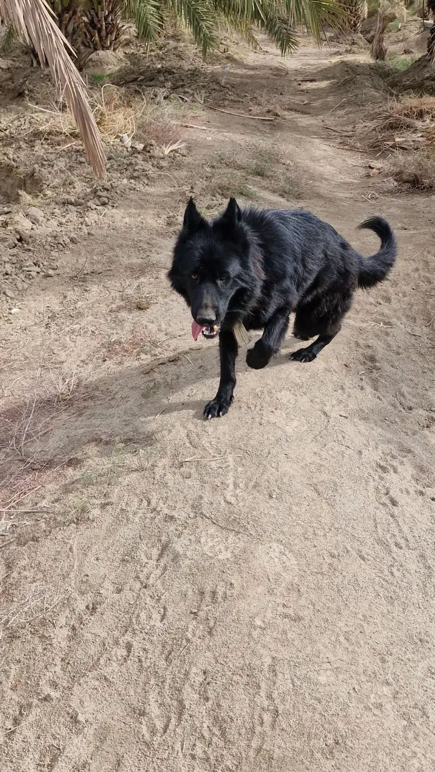 به علت نداشتن جا مکان|سگ|حاجی آباد, |دیوار