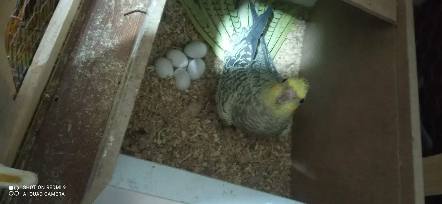 یه جفت عروس هلندی کار درست و کار داده|پرنده|اصفهان, شیخ طوسی|دیوار