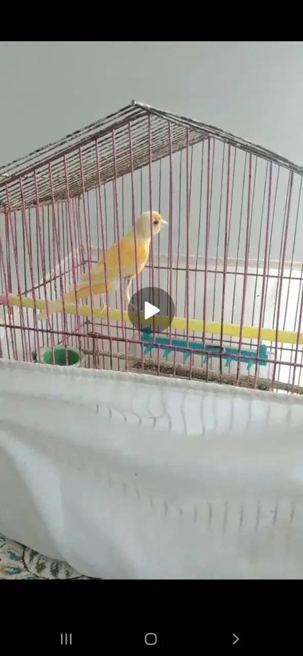 قناری نر|پرنده|گلپایگان, |دیوار