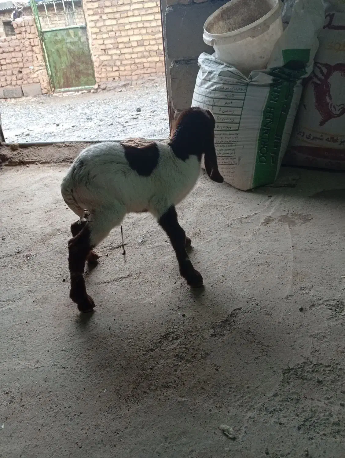 بزغاله 3 روزه|حیوانات مزرعه|تربت‌حیدریه, باغ سلطانی|دیوار