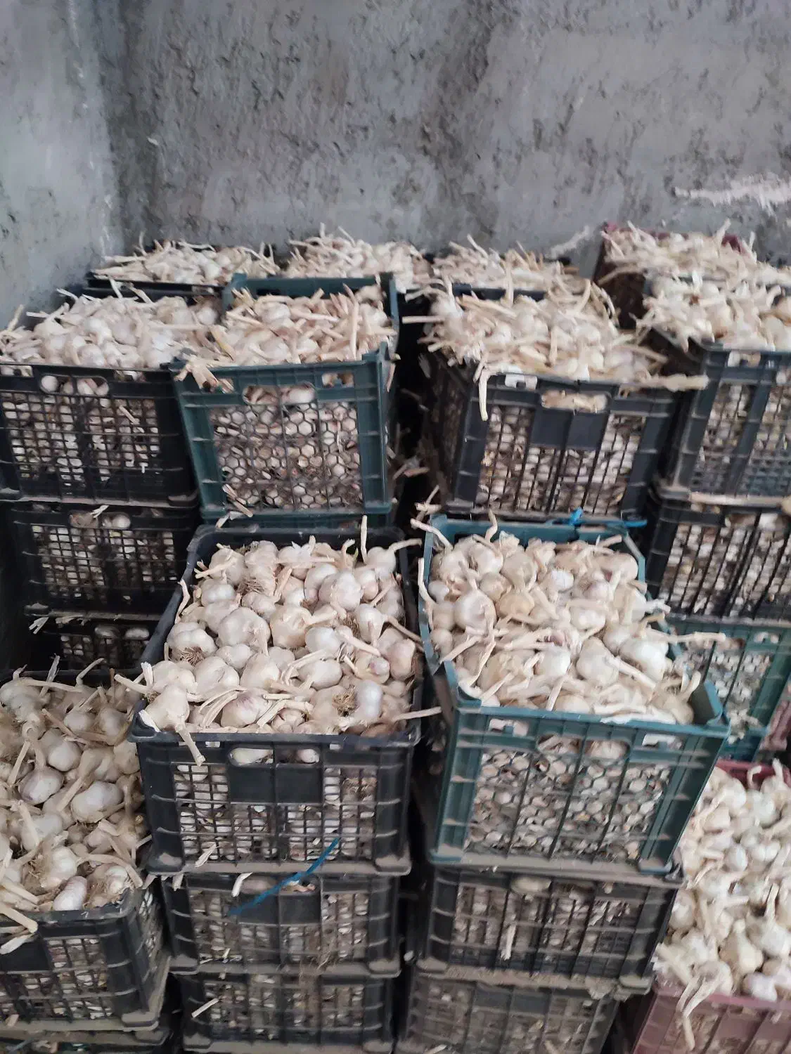 فروش سیر بذری همدان|عمدهفروشی|الوند, |دیوار