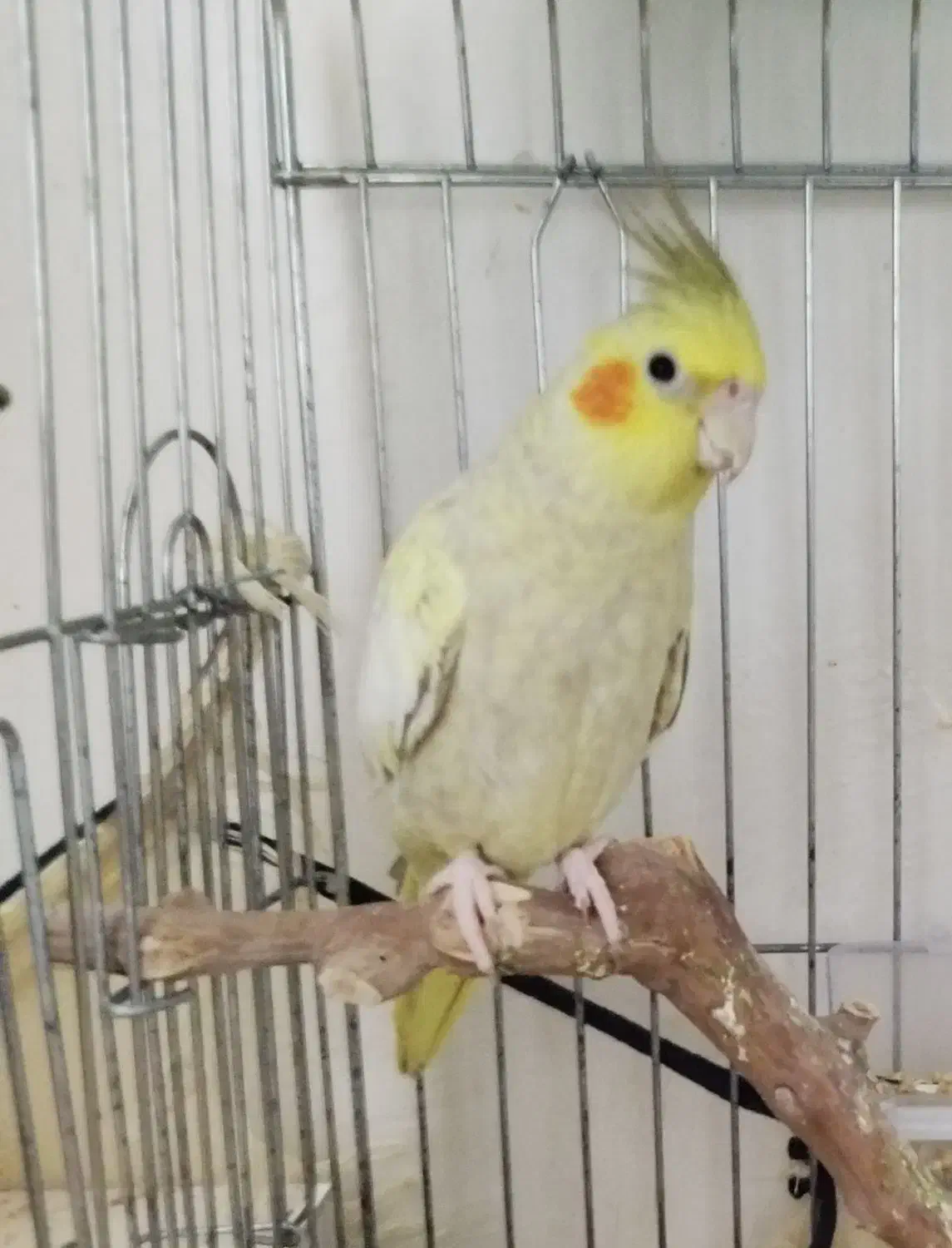 عروس هلندی|پرنده|ساوه, |دیوار