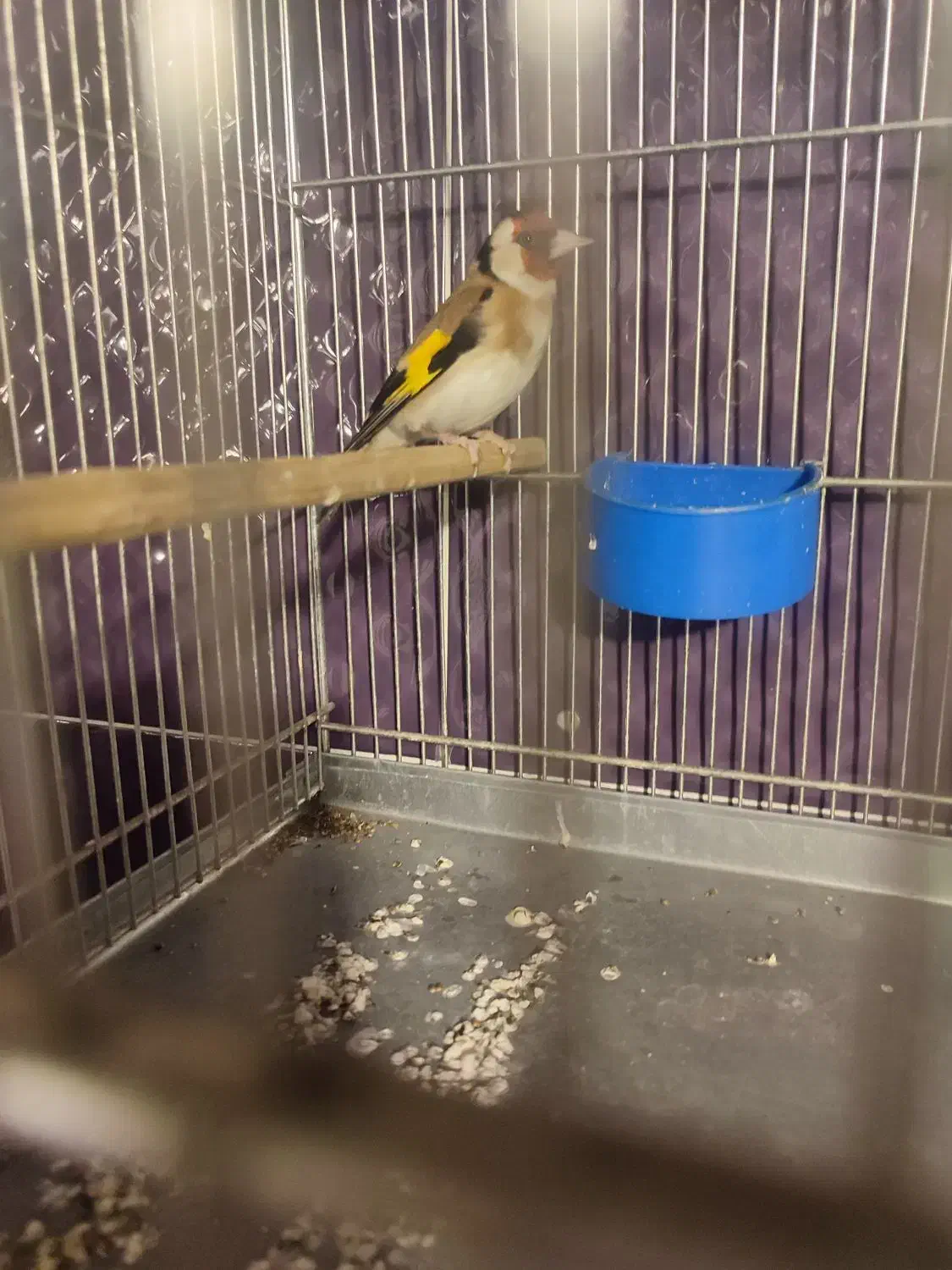 سیره قیره سه ساله خوش صدا تازه تخت|پرنده|سقز, |دیوار