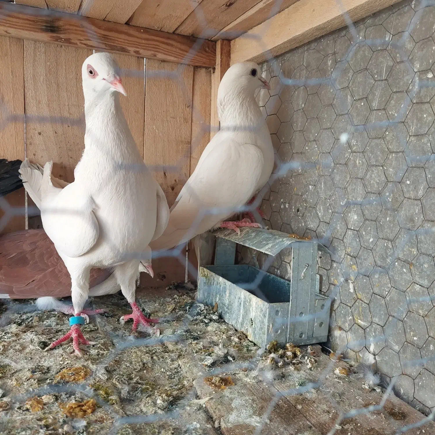 نرماده پلاس و نرماده خارجی|پرنده|قم, باجک دو|دیوار