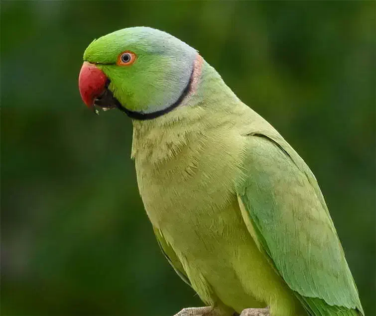 طوطی گمشده|حیوانات|کرمان, |دیوار