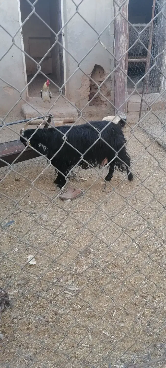 تقلی رومانوف|حیوانات مزرعه|شیراز, رکنآباد|دیوار