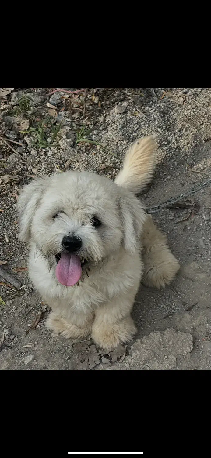 مالتیز کراس(شیتزو تریر) سفید|سگ|لاهیجان, بازکیاگوراب|دیوار