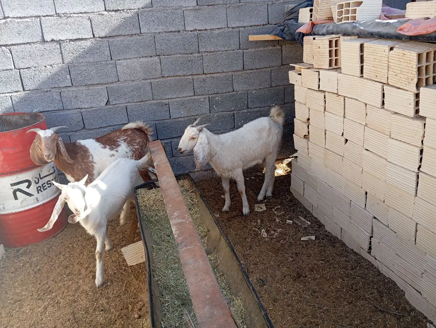 فروش دوعد بز پاکستانی|حیوانات مزرعه|شهر بابک, |دیوار